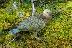 Kea parrot in New Zealand