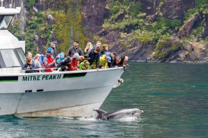 Tourists watching a dolphin in Milford Sound playing by their boat, New Zealand