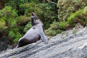 Seal stretching on a rock in Milford Sound, New Zealand