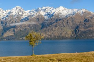 One tree on lake Wakatipu shore with snow-capped mountains in the background Queenstown, New Zealand