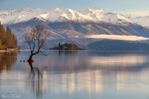 Lake Wanaka with one tree in the water and snow-capped mountains in the background.